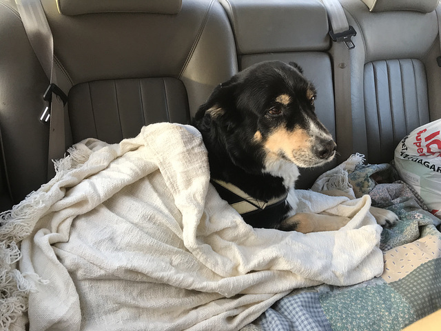 Molly in the car