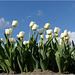 Happy Tulips, looking at the Sky...