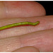 Caterpillar IMG_2601