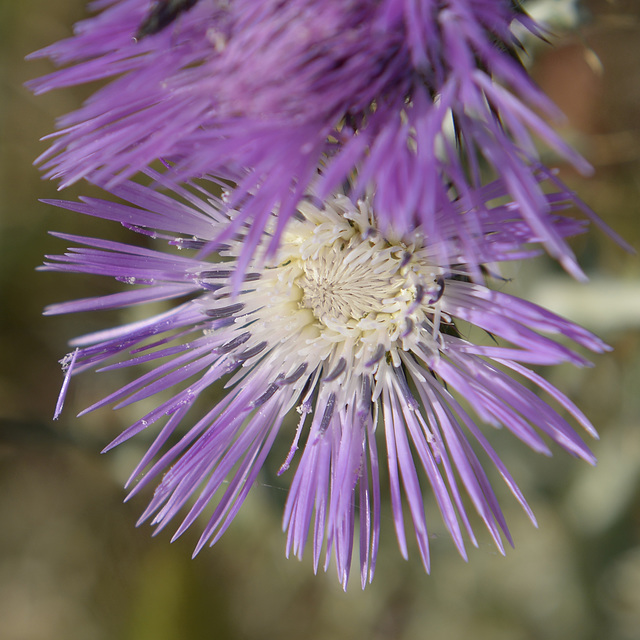 Galactites tomentosus