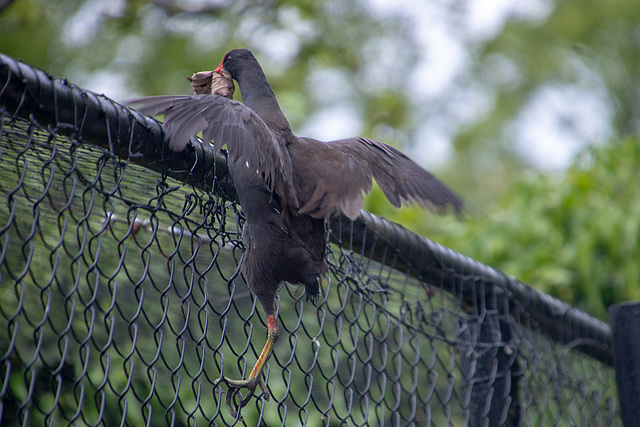 A mesh climbing moorhen