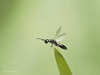 Tiny Braconid ? Wasp