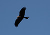 Yellow-billed Kite - Axum