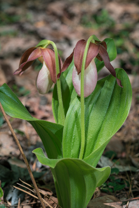 Cypripedium acaule (Pink Lady's-slipper orchid)