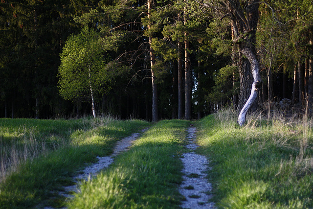 Evening walk