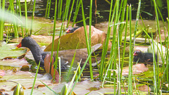 The Pond Moorhens