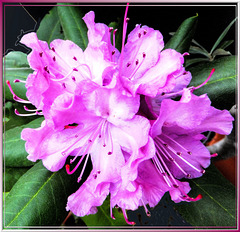 Rhododendron-5... ©UdoSm