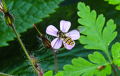 20200623 8841CPw [D~LIP] Hainschwebfliege [Winterschwebfliege], Ruprechts Storchsschnabel (Geranium robertianum) [Ruprechtskraut] [Stinkender Storchschnabel]Bad Salzuflen