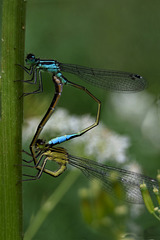 69 - Damselflies