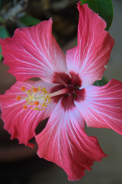 hibiscus - to brighten a winter day