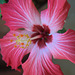 hibiscus - to brighten a winter day
