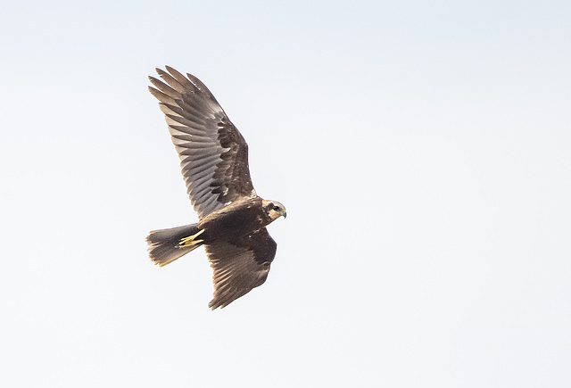 Marsh harrier