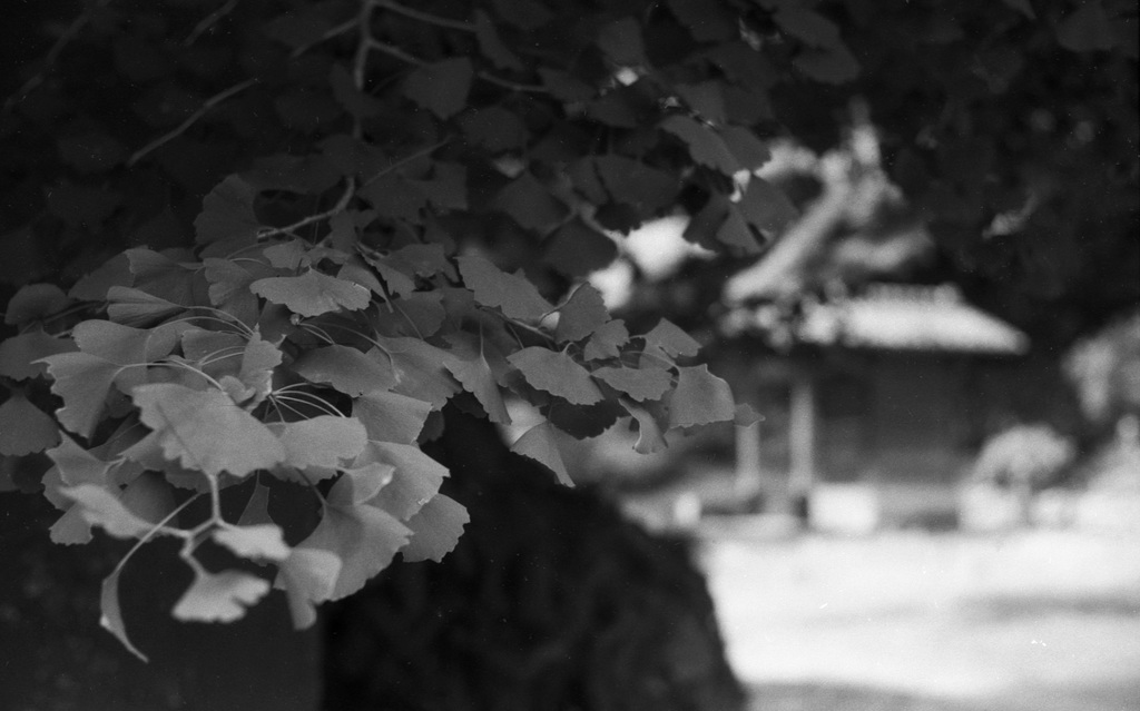 Ginkgo leaves