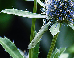 20230730 3374CPw [D~LIP] Faulbaumbläuling (Celastrina aegiolus), BS