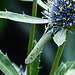 20230730 3374CPw [D~LIP] Faulbaumbläuling (Celastrina aegiolus), BS