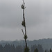 20250524-20250525_Benneckenstein+Wanderung Tanne bis Elbingerode