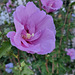 Hibiscus*************offert par Fabienne , la fille d'Hélèna**********