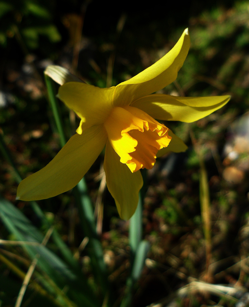 Jaune narcisse