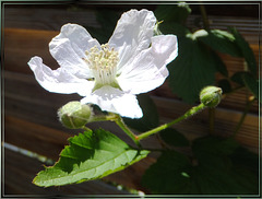 Brombeerblüte (Rubus sectio Rubus). ©UdoSm