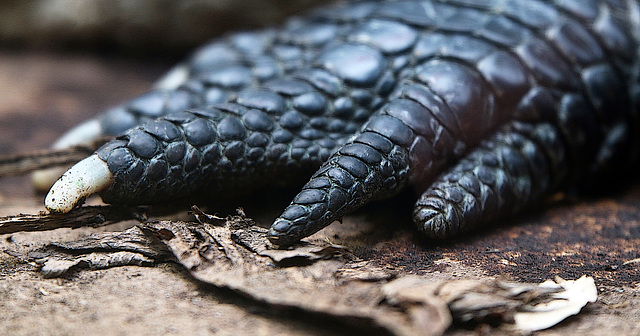 Ceci n'est pas une patte de lapin mais de crocodile .