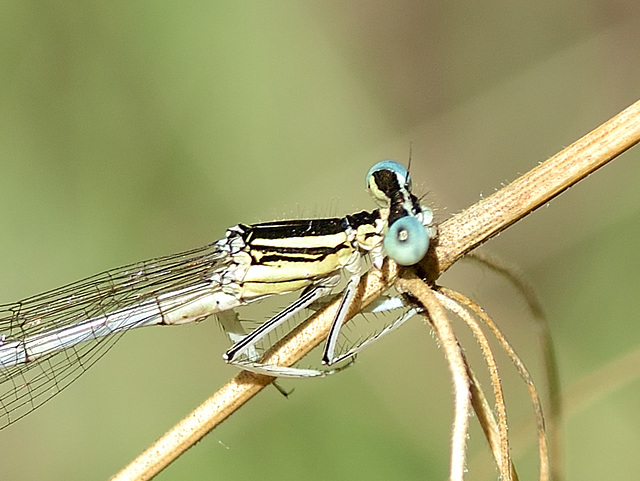 White Featherleg m thorax (Platycnemis latipes) DSB 0876