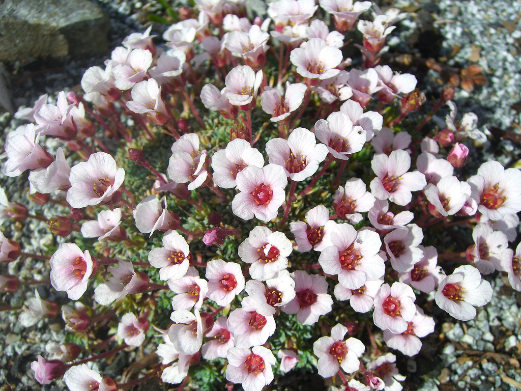 073  Manche Saxifraga blühen schon im Januar