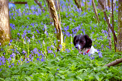 Bluebell woods with Shadow.