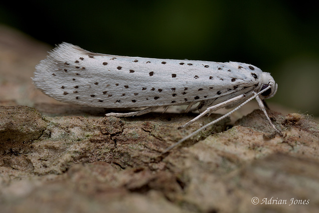 Yponomeuta evonymella (Bird-cherry Ermine).