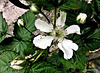 Blackberry Flowering.