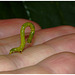 Caterpillar IMG_2603