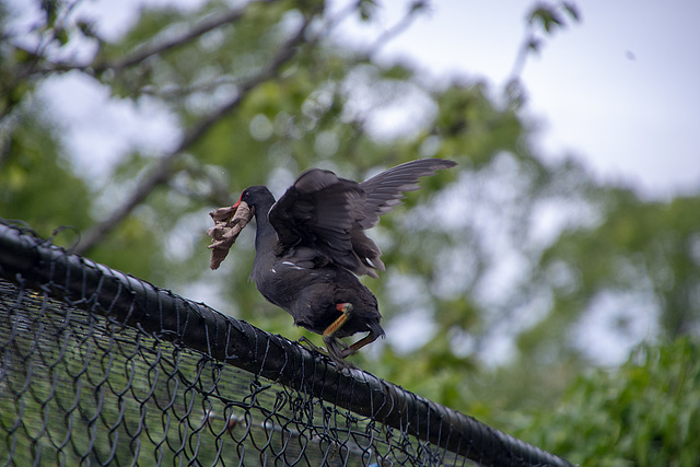 A mesh climbing moorhen