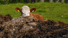 Mother hiding her calf behind the midden as we approached with Jet.