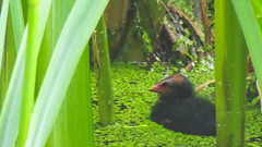 The Pond Moorhens