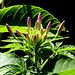 Cleome aka spider flower