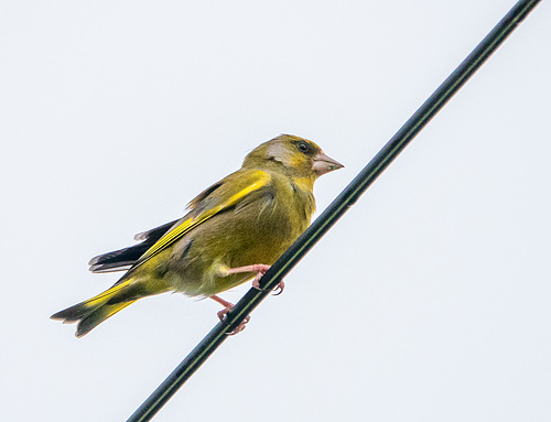 Greenfinch