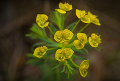 Die Zypressen-Wolfsmilch (Euphorbia cyparissias),eine unscheinbare Pflanze :)) The Cypress Spurge (Euphorbia cyparissias), an inconspicuous plant :)) L'Euphorbe cyprès (Euphorbia cyparissias), une plante discrète :))