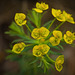 Die Zypressen-Wolfsmilch (Euphorbia cyparissias),eine unscheinbare Pflanze :)) The Cypress Spurge (Euphorbia cyparissias), an inconspicuous plant :)) L'Euphorbe cyprès (Euphorbia cyparissias), une plante discrète :))