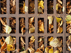 Leaves in captivity