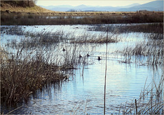 Happy coots