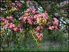 pink hawthorn