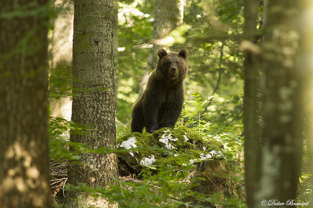 petit séjour en slovénie à la rencontre de l'ours brun ...quelle émotion