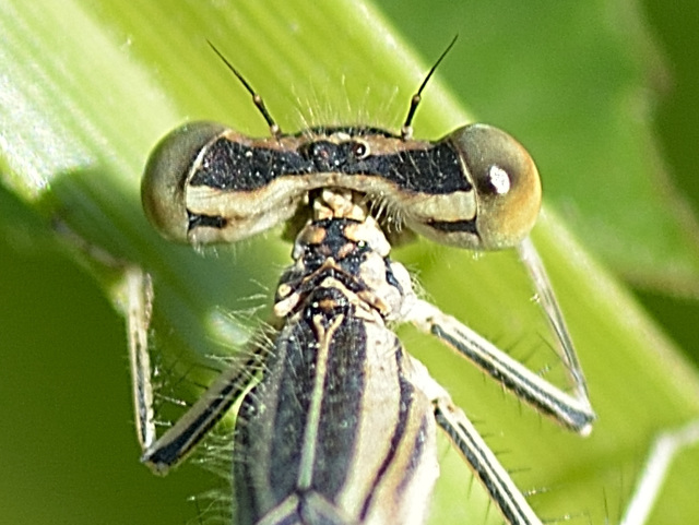 White Featherleg f pronotum (Platycnemis latipes) DSB 0860