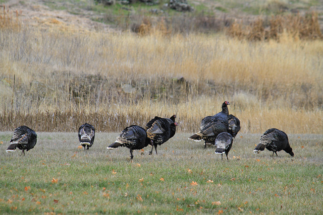 Wild Turkeys