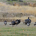 Wild Turkeys