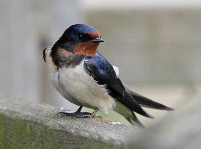 Rauchschwalbe (Jungvogel)