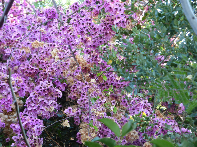 Buganvilias de mi barrio/ Fleurs à mon quartier