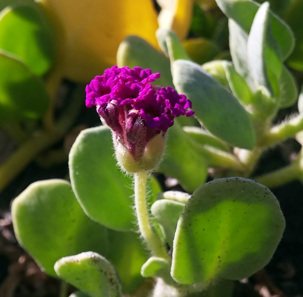 Abronia maritima Sand verbena clipped 20161117 141541