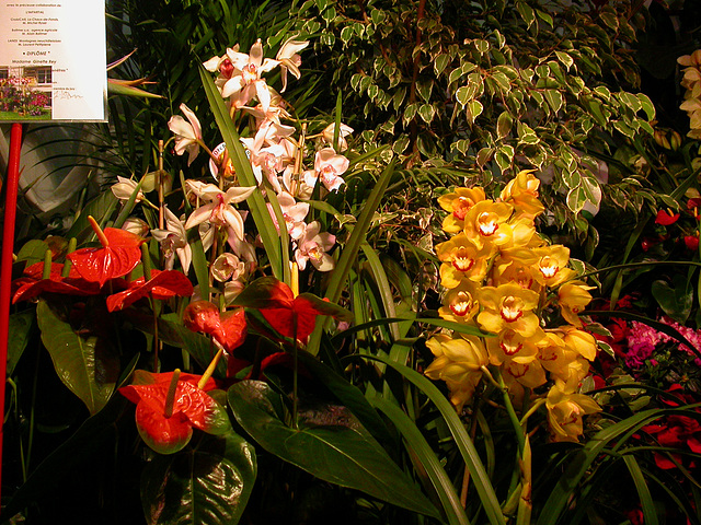 FLORALYS  Genève 2005