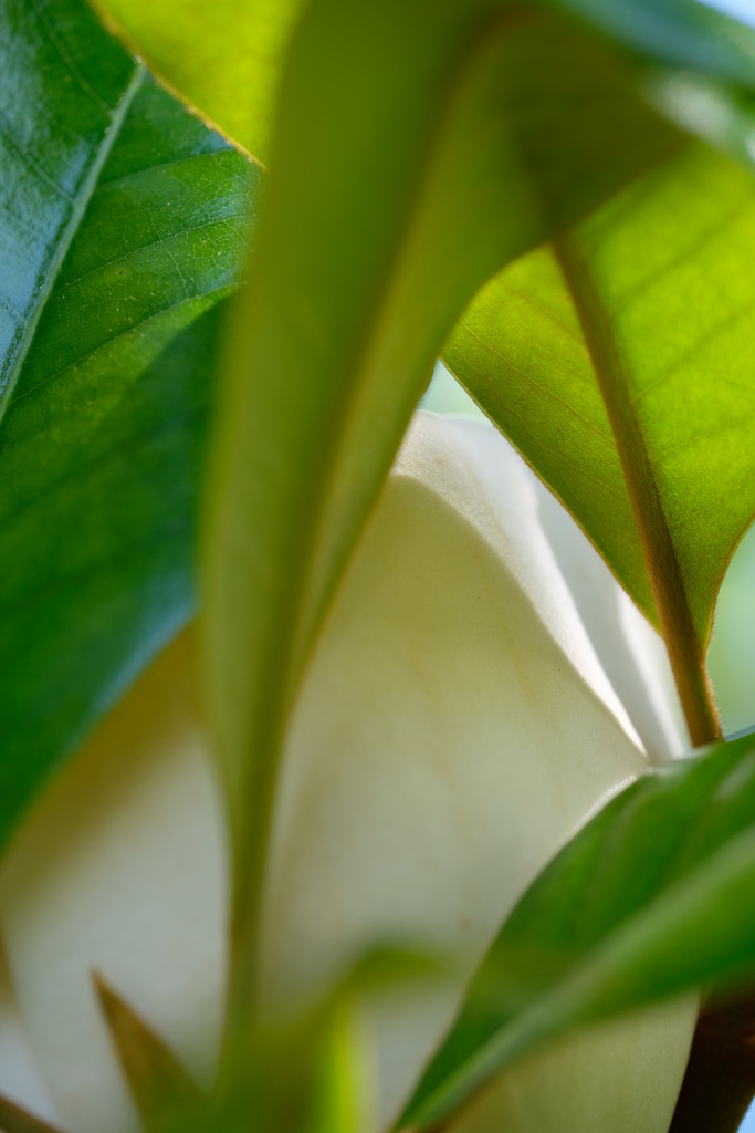 DSCF6678
