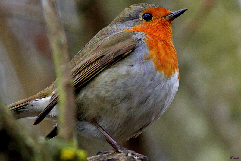 Rouge Gorge